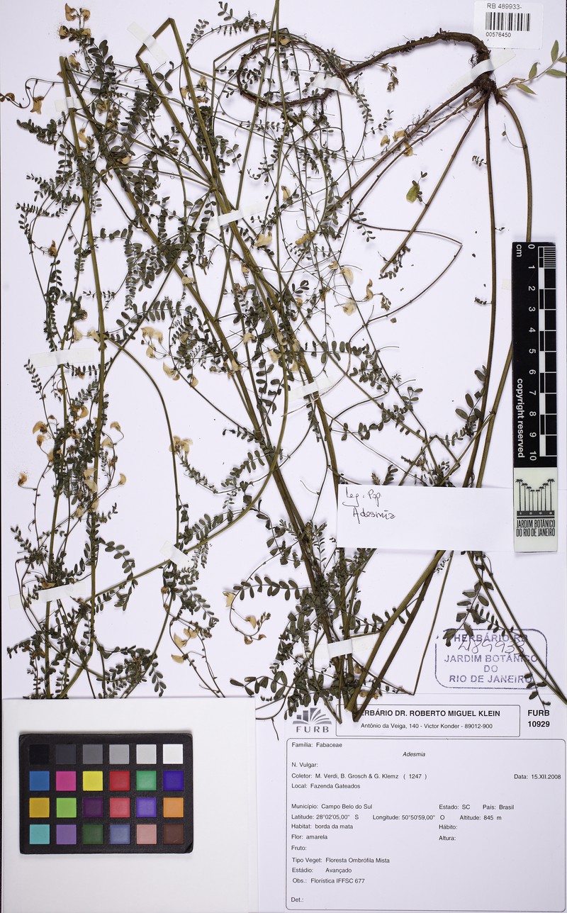 Adesmia tristis photo 6