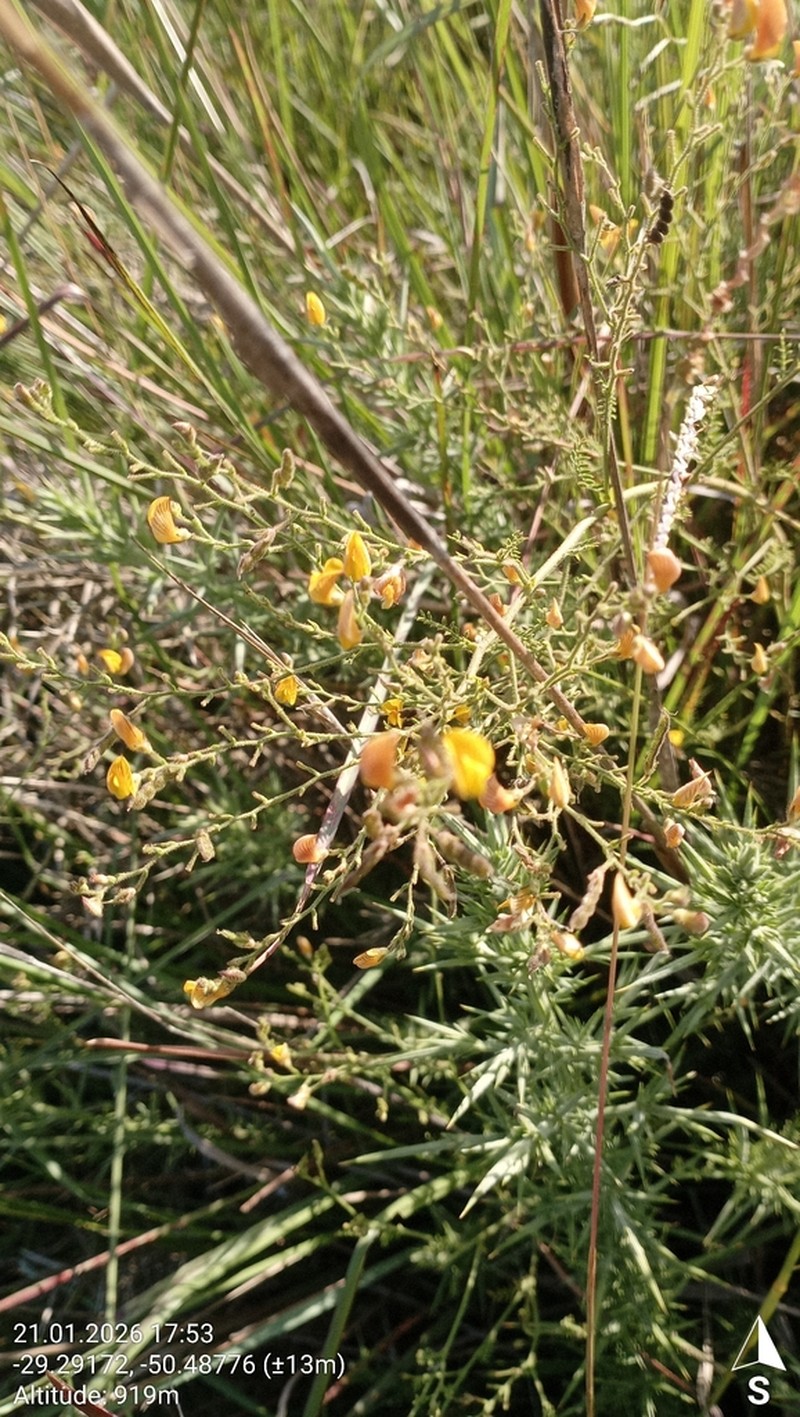 Adesmia tristis photo 7