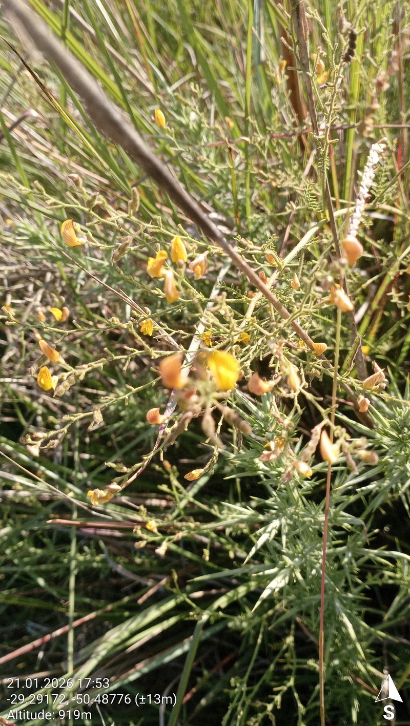 Adesmia tristis photo 8