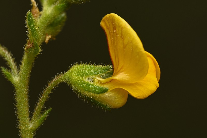 Adesmia uruguaya