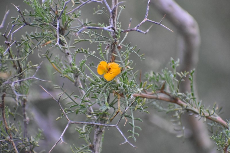 Adesmia uspallatensis