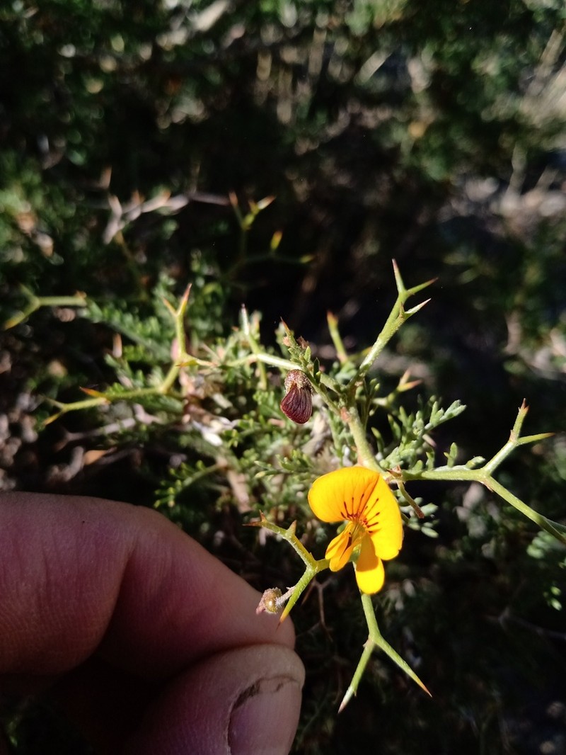 Adesmia uspallatensis photo 2