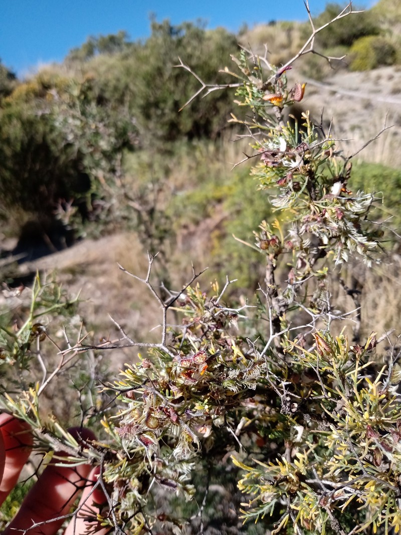 Adesmia uspallatensis photo 3