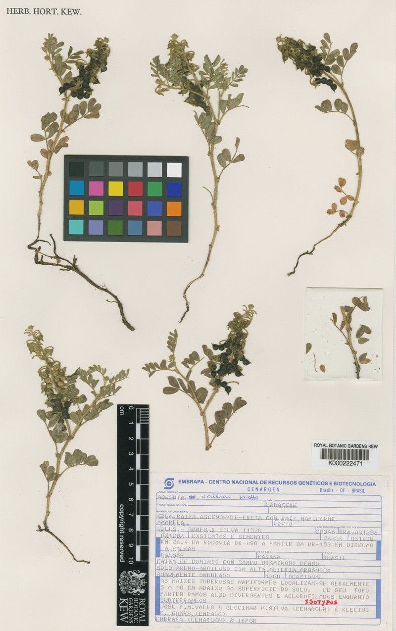 Adesmia vallsii