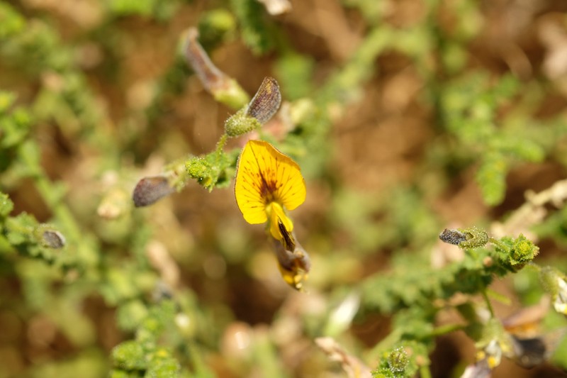 Adesmia verrucosa