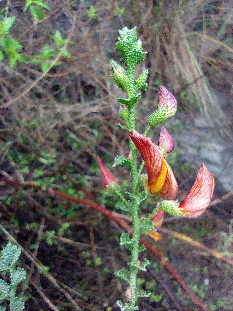 Adesmia verrucosa photo 2
