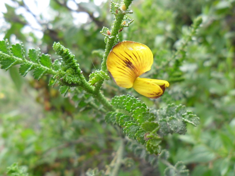 Adesmia verrucosa photo 3