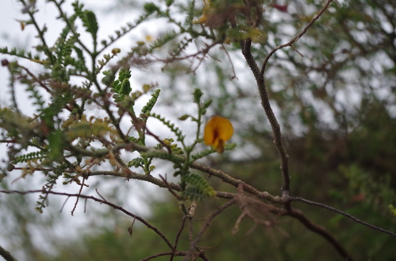 Adesmia verrucosa photo 8