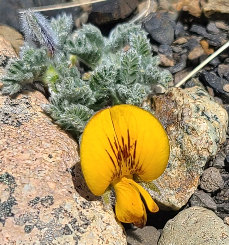Adesmia villosa