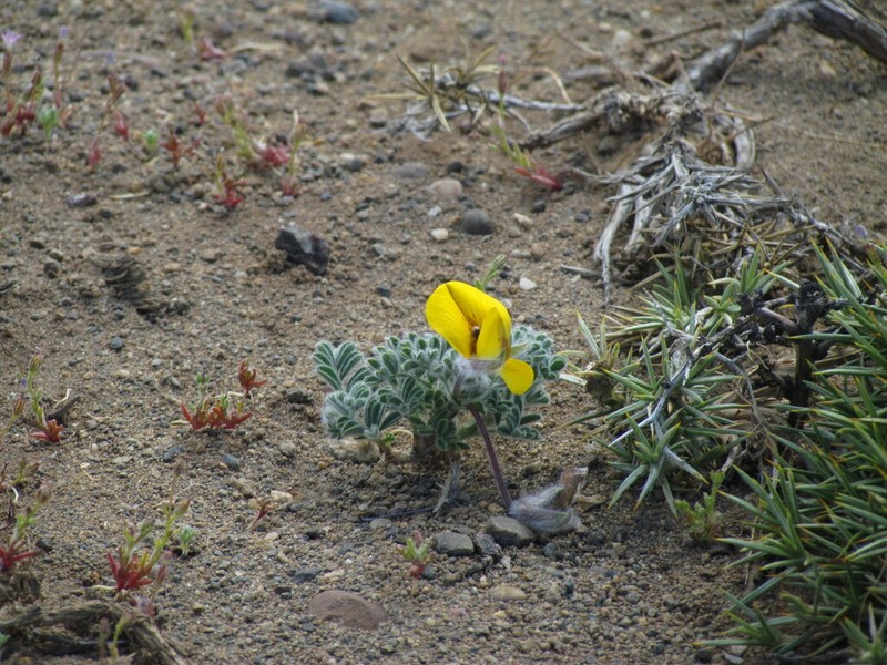 Adesmia villosa photo 2