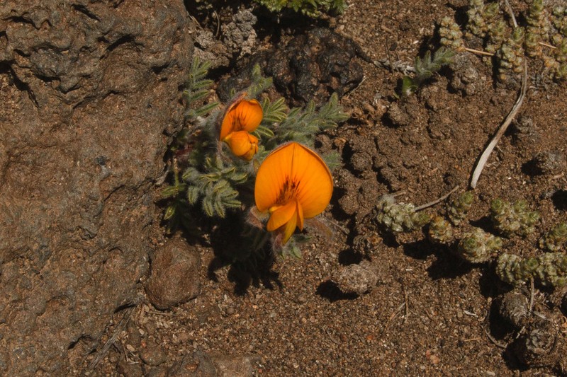 Adesmia villosa photo 3