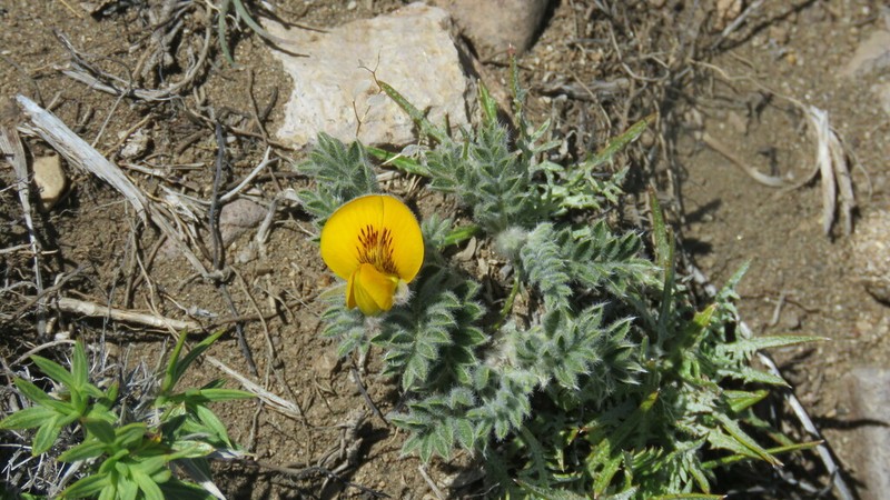 Adesmia villosa photo 6