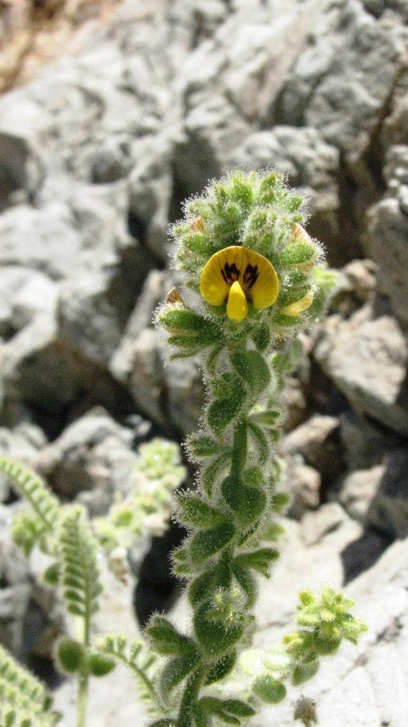 Adesmia viscidissima