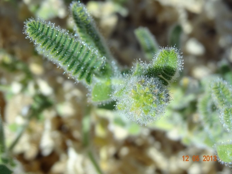 Adesmia viscidissima photo 3