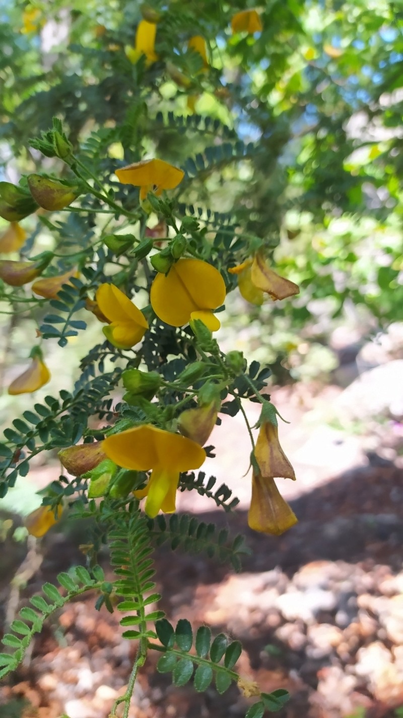 Adesmia viscosa