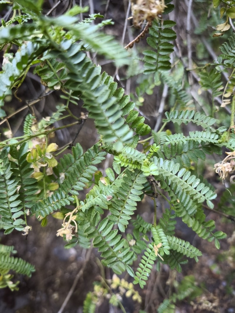 Adesmia viscosa photo 6