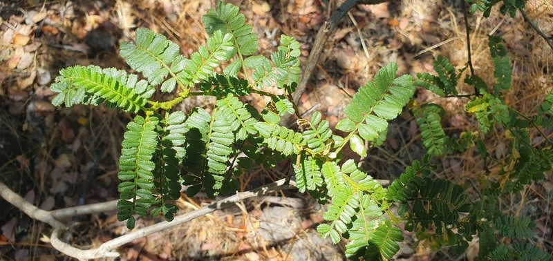 Adesmia viscosa photo 8