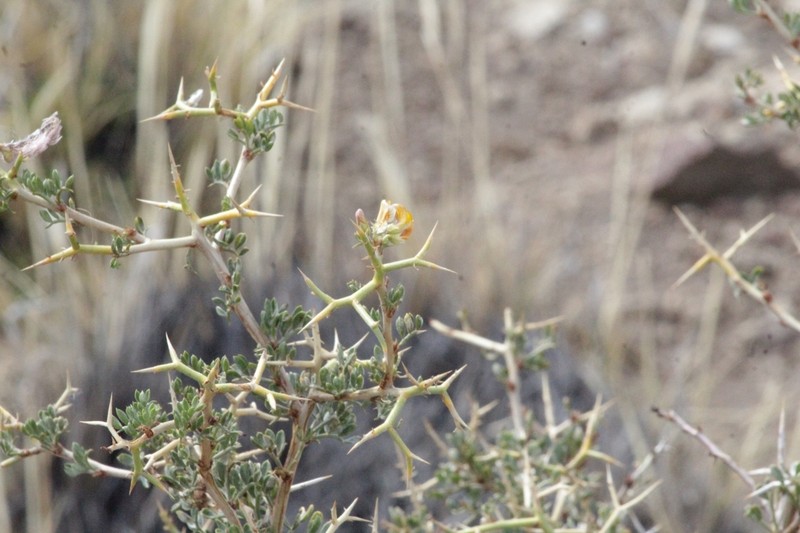 Adesmia volckmannii