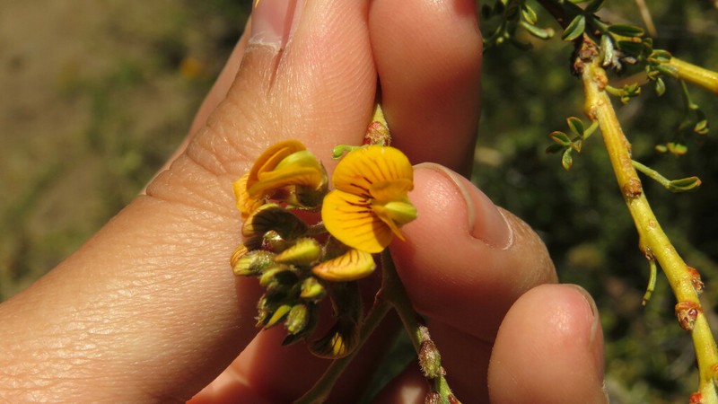 Adesmia volckmannii photo 2