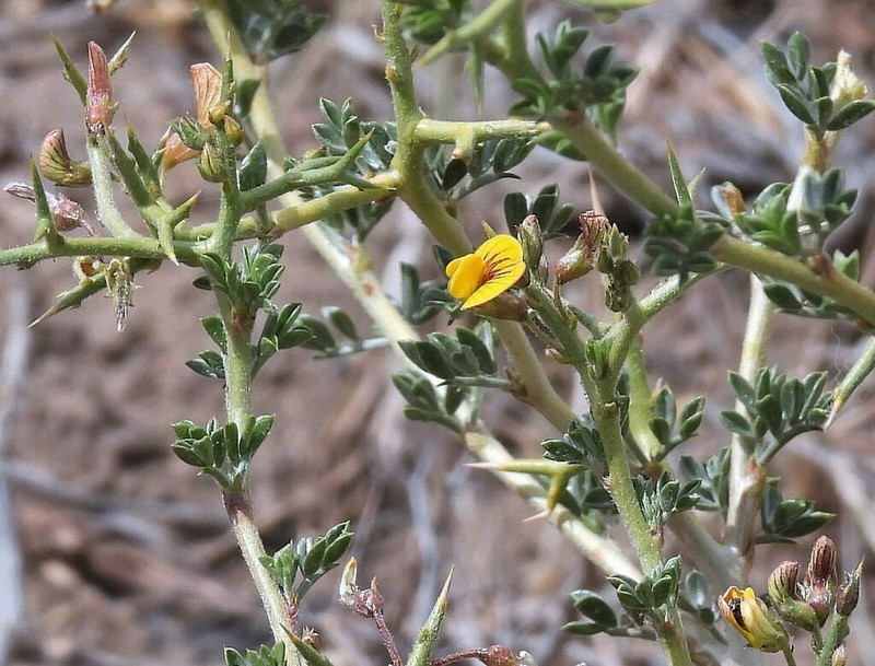 Adesmia volckmannii photo 3