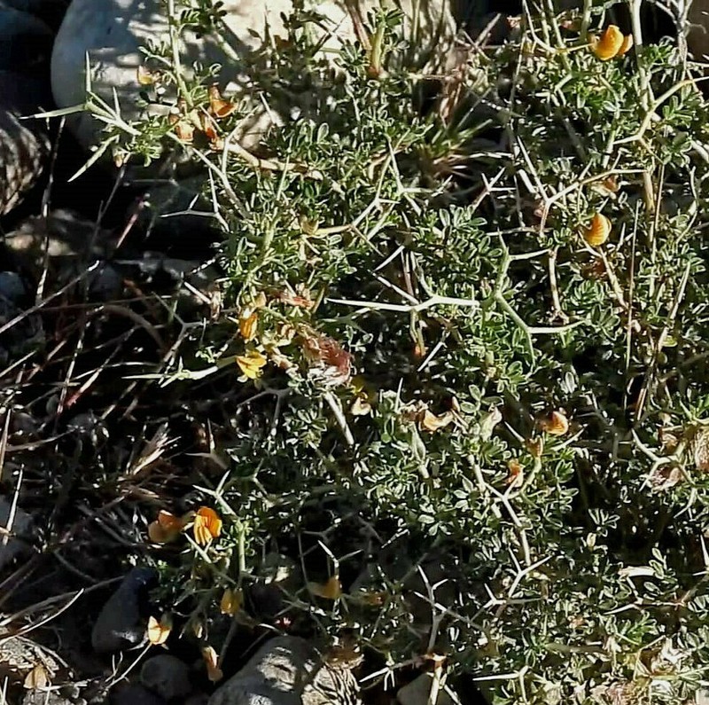 Adesmia volckmannii photo 5