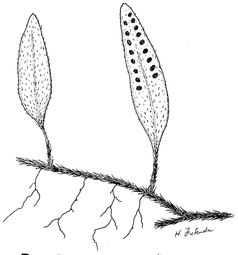 Adetogramma chrysolepis