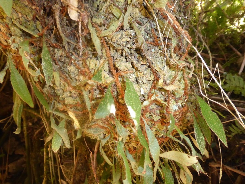 Adetogramma chrysolepis photo 2