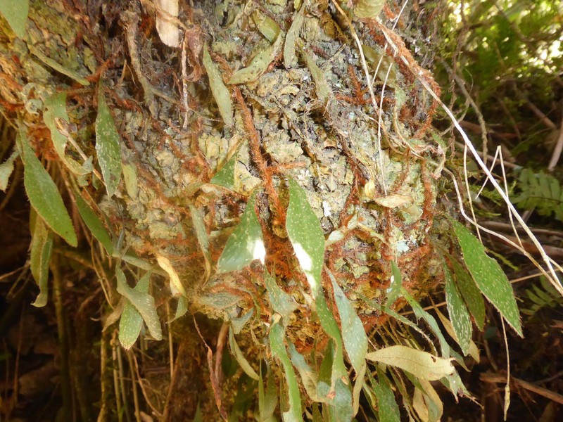 Adetogramma chrysolepis photo 3