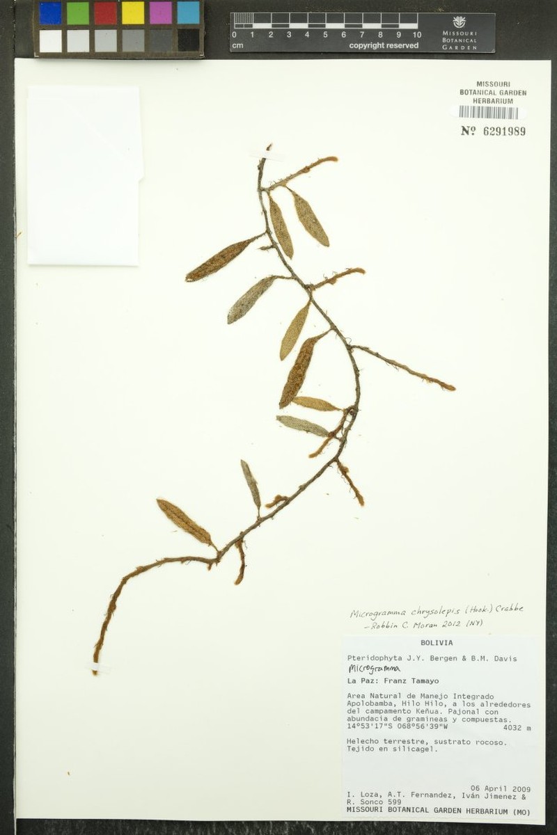 Adetogramma chrysolepis photo 4