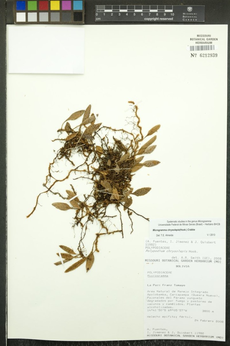 Adetogramma chrysolepis photo 5