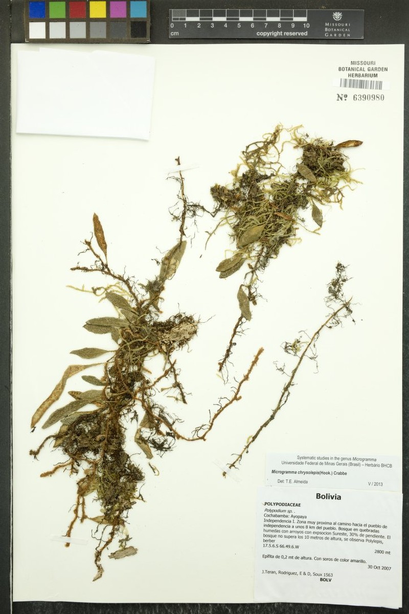Adetogramma chrysolepis photo 6