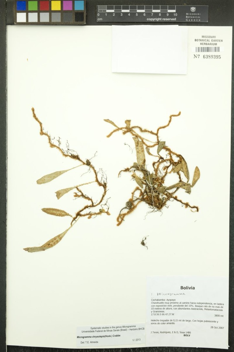 Adetogramma chrysolepis photo 7