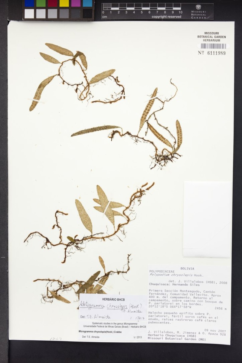 Adetogramma chrysolepis photo 8