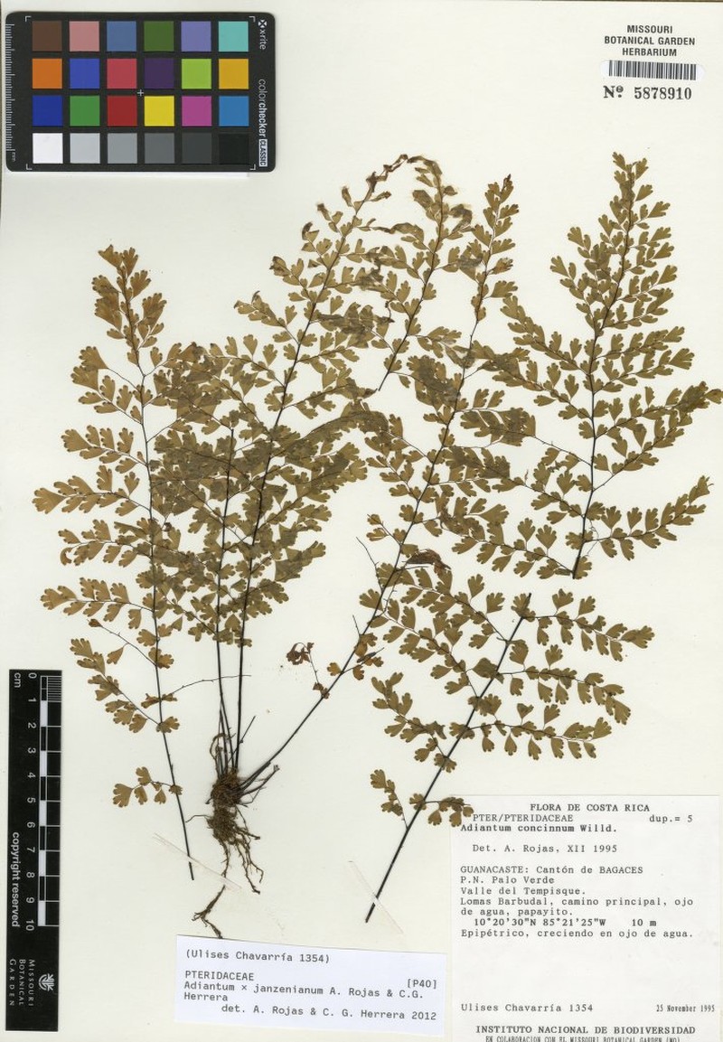 Adiantum × janzenianum