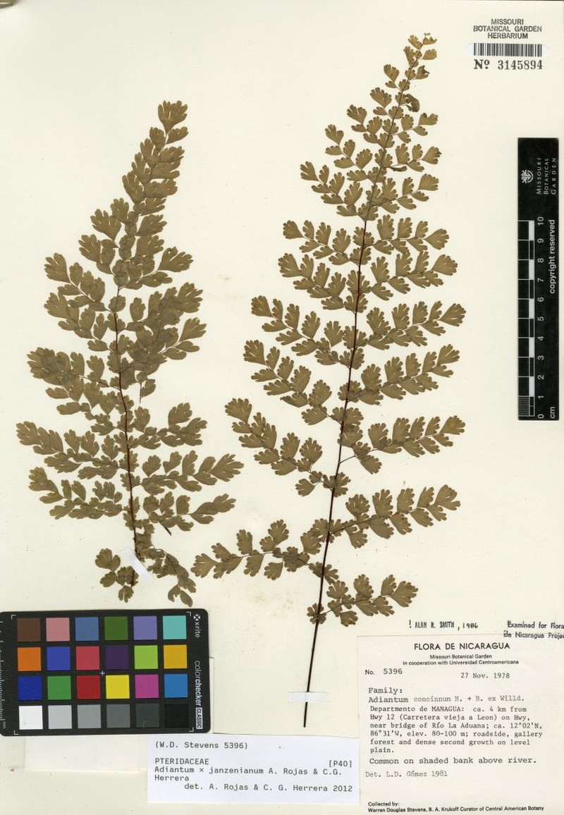 Adiantum × janzenianum photo 2