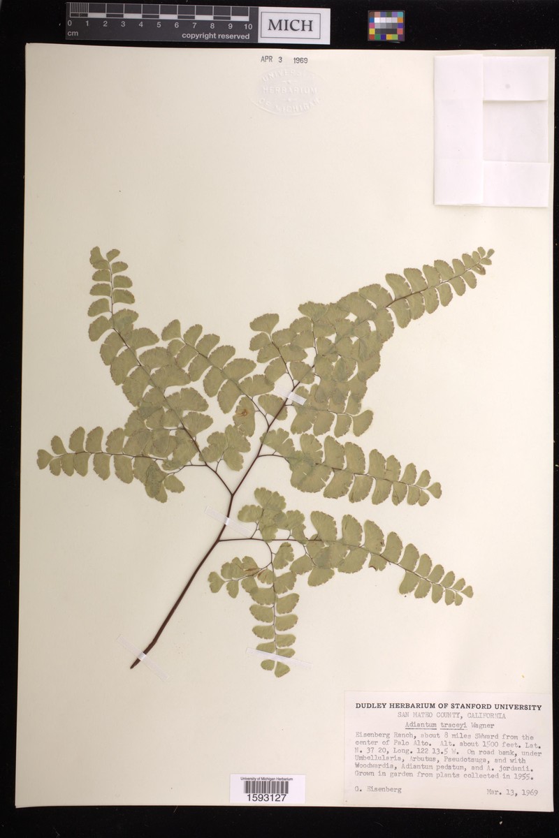 Maidenhair Fern photo 4