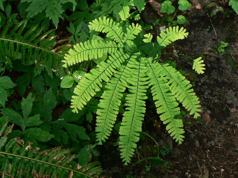 Maidenhair Fern