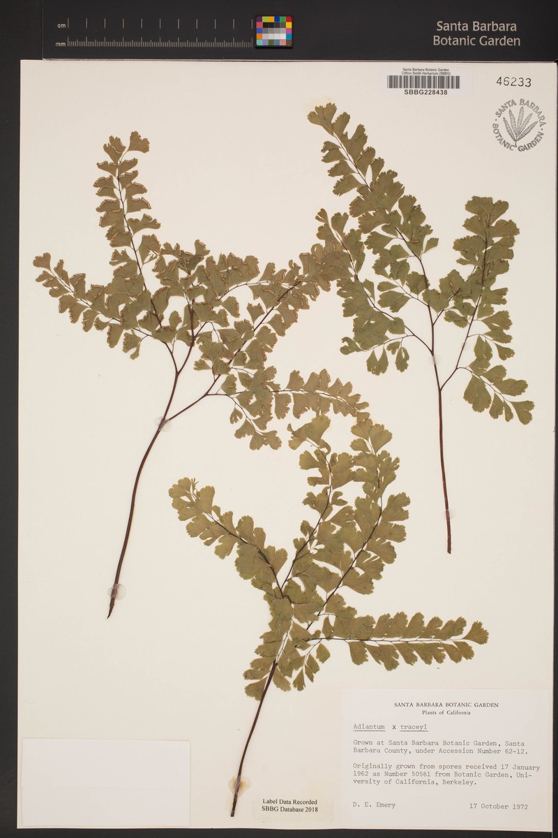 Maidenhair Fern