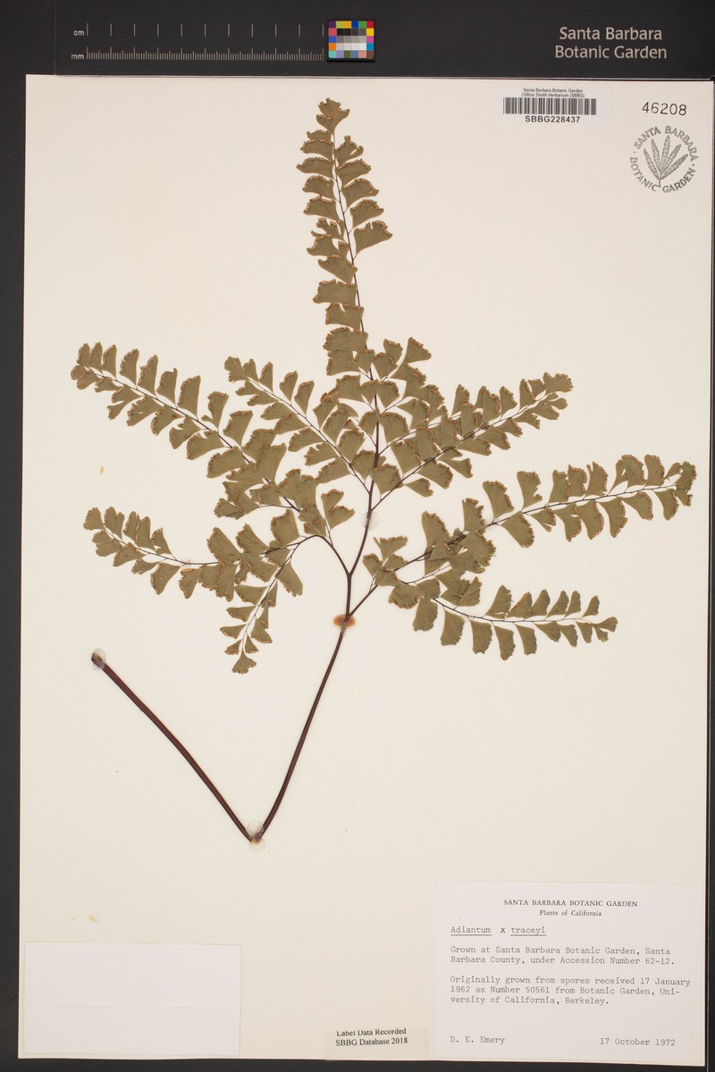 Maidenhair Fern photo 2
