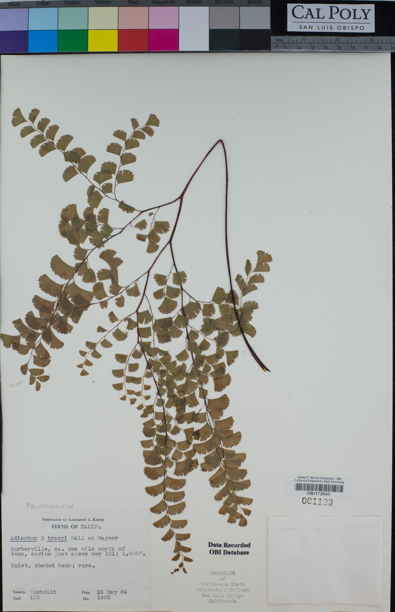 Maidenhair Fern photo 3