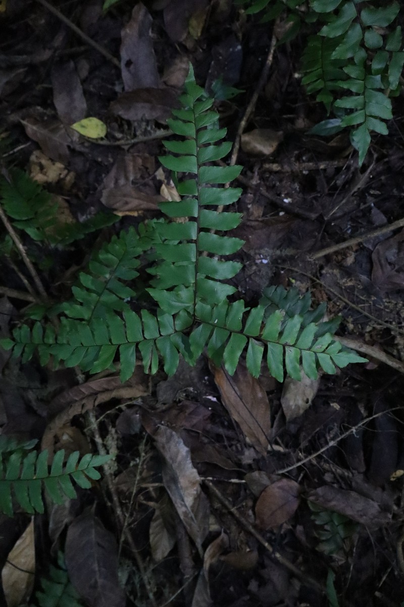 Adiantum × variopinnatum