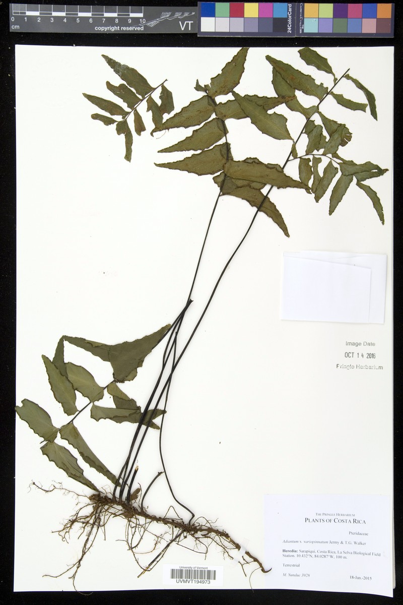 Adiantum × variopinnatum photo 2