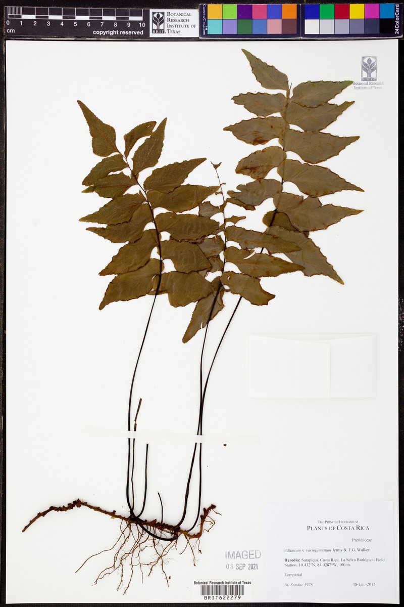 Adiantum × variopinnatum photo 3