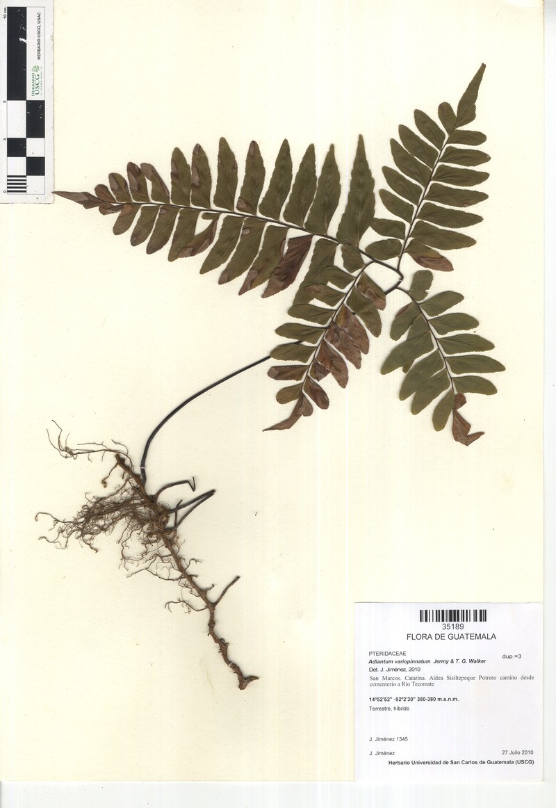 Adiantum × variopinnatum photo 4