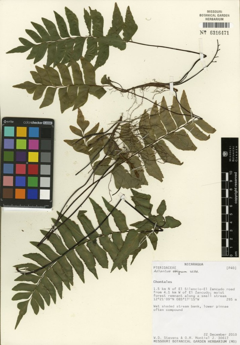 Adiantum × variopinnatum photo 5