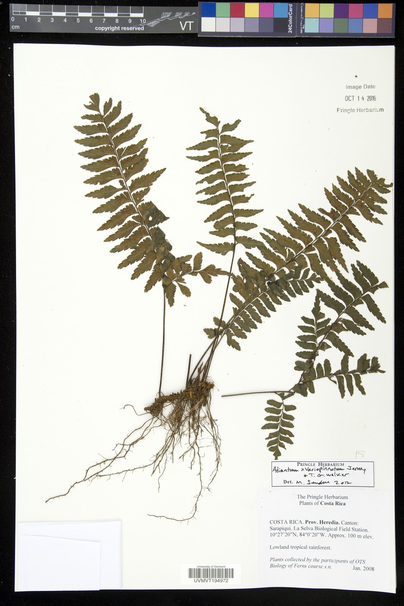 Adiantum × variopinnatum photo 6