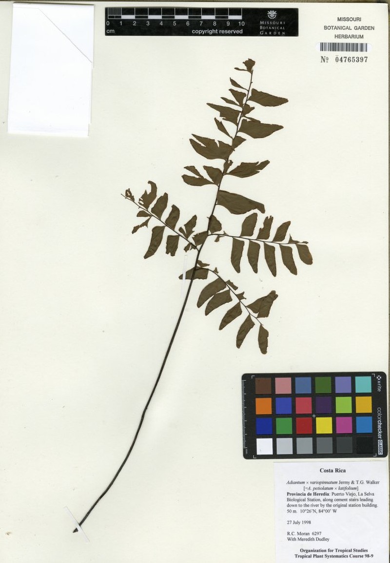 Adiantum × variopinnatum photo 7