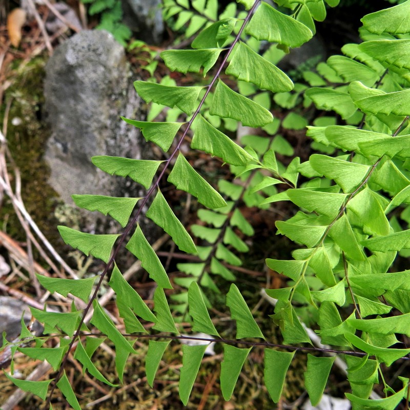 Green Mountain Maidenhair