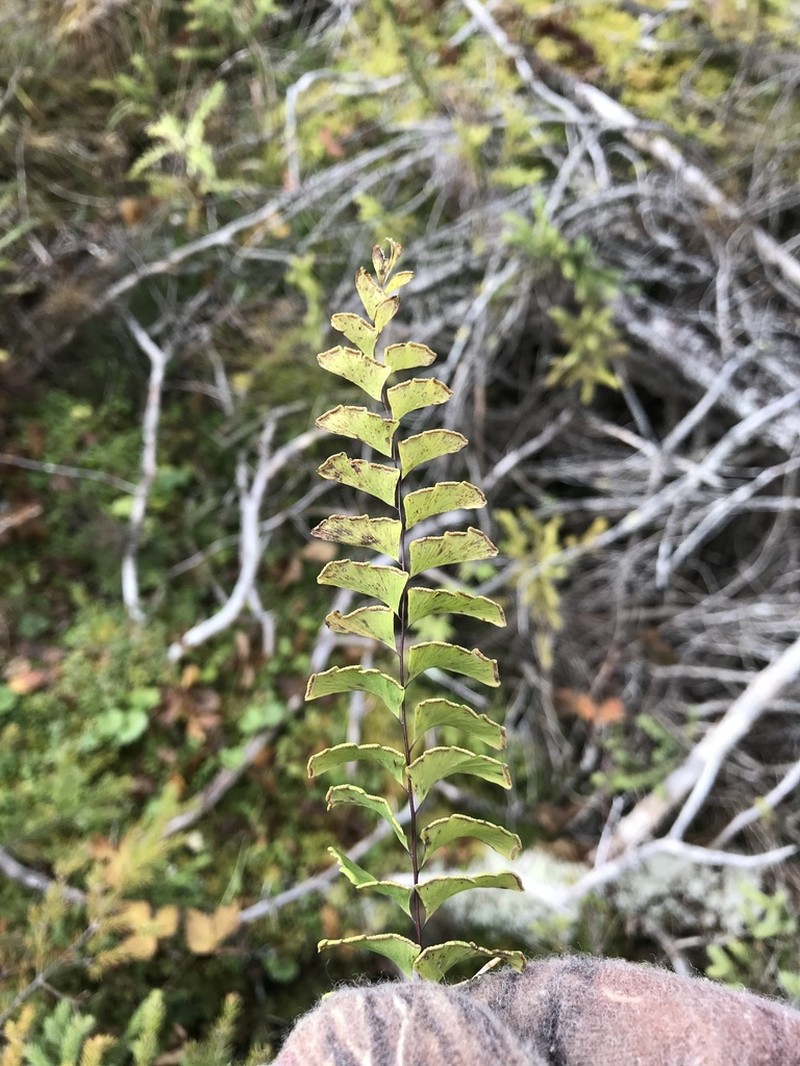 Green Mountain Maidenhair photo 2