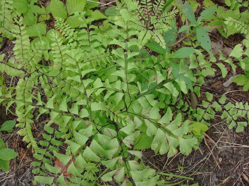 Green Mountain Maidenhair photo 3